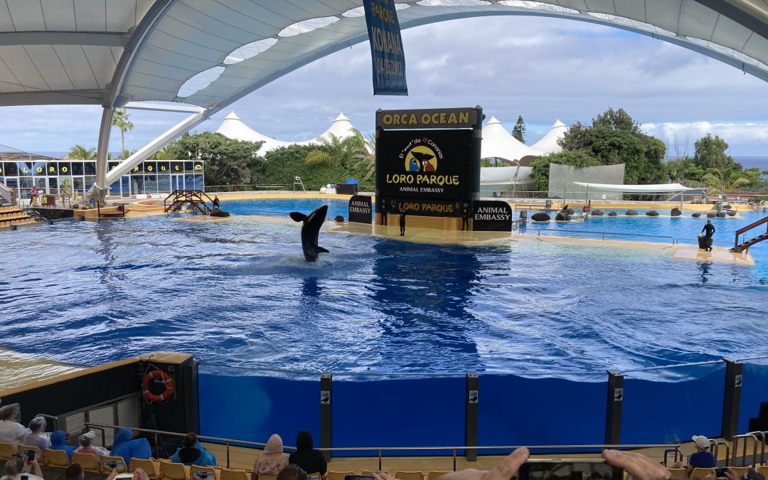 Piscina de Orcas del Loro Parque